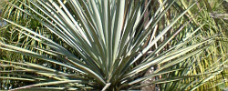Care of the shrub Yucca mixtecana or Mixteca yucca.