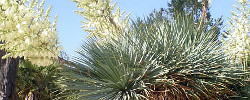 Care of the shrub Yucca rostrata or Beaked yucca.