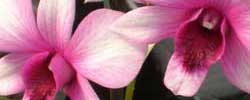 Cuidados de la orquídea Dendrobium o Dendrobio.