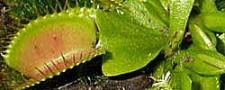 Care of the plant Dionaea muscipula or Venus flytrap.