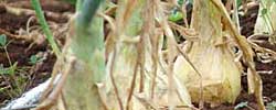 Cuidados de la planta de huerto Allium cepa o Cebolla.