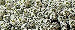 Cuidados de la planta Alyssum maritimum, Alisum o Lobularia.