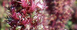 Care of the plant Amaranthus hybridus or Smooth pigweed.