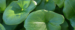 Cuidados de la planta Arisarum vulgare o Candilillos del diablo.