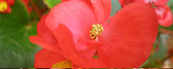 Care of the plant Begonia semperflorens or Wax Begonia.