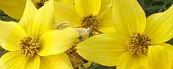 Cuidados de la planta Bidens ferulifolia o Verbena amarilla.