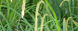 Cuidados de la planta Carex pendula o Cárex péndulo.