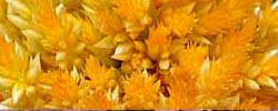 Cuidados de la planta Celosia argentea, Cresta de gallo o Penacho.