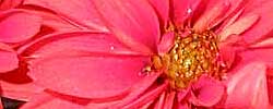 Care of the plant Chrysanthemum hybrid or Fleurette Mum.