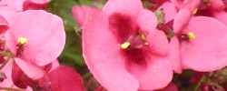 Care of the plant Diascia barberae or Twinspur.