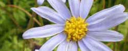 Care of the plant Felicia amelloides or Blue daisy bush.
