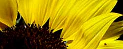 Care of the plant Helianthus annuus or Common sunflower.