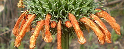 Care of the plant Leonotis nepetifolia or Klip dagga.