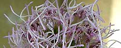 Care of the plant Liatris spicata or Dense blazing star.
