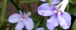 Care of the plant Lobelia erinus or Garden lobelia.