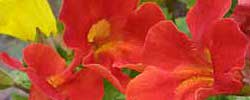 Care of the plant Mimulus x hybridus or Monkey Flower.