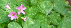 Care of the plant Oxalis articulata or Pink-sorrel.
