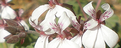 Cuidados de la planta Pelargonium odoratissimum o Geranio menta.