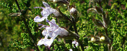 Care of the plant Salvia namaensis or Nama sage.