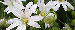 Care of the plant Stellaria holostea or Greater stitchwort.