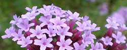 Cuidados de la planta Verbena bonariensis o Verbena púrpura.