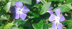 Care of the plant Vinca major o Greater periwinkle.