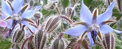 Care of the plant Borago officinalis or Starflower.
