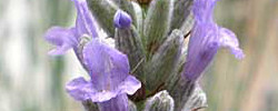 Care of the plant Lavandula angustifolia or English lavender.