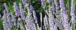 Care of the shrub Lavandula x intermedia or Hybrid Lavender.