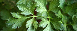 Cuidados de la planta aromática Petroselinum crispum o Perejil.