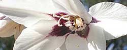Cuidados de la planta bulbosa Acidanthera bicolor o Gladiolo de Abisinia.