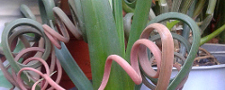 Care of the bulbous plant Albuca spiralis or Corkscrew albuca.