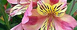 Care of the rhizomatous plant Alstroemeria or Peruvian lily.