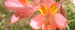 Care of the plant Alstroemeria revoluta or Inca Lily.