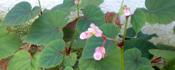Care of the tuberous plant Begonia grandis or Hardy begonia.