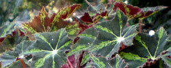 Care of the tuberous plant Begonia heracleifolia or Star begonia.