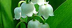 Care of the rhizomatous plant Convallaria majalis or Lily of the valley.