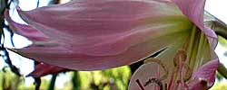 Care of the bulbous plant Crinum or Crinum lily.