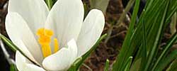 Care of the bulbous plant Crocus or Saffron.