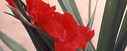 Cuidados de la planta bulbosa Gladiolus x gandavensis o Gladiolo.