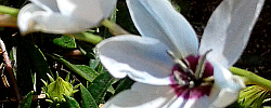Care of the bulbous plant Ixia viridiflora or Turquoise ixia.