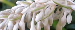 Care of the rhizomatous plant Ophiopogon or Lilyturf.