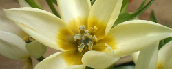 Cuidados de la planta bulbosa Ornithogalum thyrsoides o Estrella de Belén.
