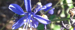Care of the bulbous plant Pasithea coerulea or Blue pasithea.