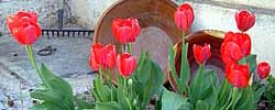 Care of the bulbous plant Tulipa or Tulip.