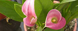 Cuidados de la planta rizomatosa Zantedeschia rehmannii o Cala rosa.