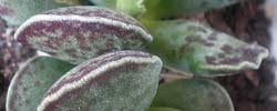 Care of the plant Adromischus cooperi or Cotyledon cooperi.