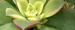 Care of the succulent plant Aeonium haworthii or Haworth's aeonium.