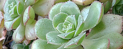 Care of the succulent plant Aeonium mascaense or Masca's aeonium.