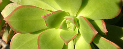 Care of the succulent plant Aeonium percarneum or Sempervivum percarneum.